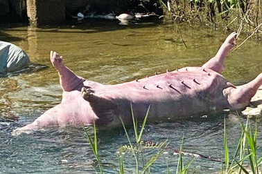 Giữa lúc có dịch tả lợn châu Phi, xác lợn chết trôi trên kênh Phú Ninh