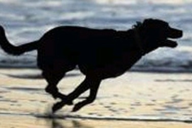 "Anh hùng 4 chân" cứu trẻ sơ sinh