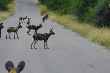 Bầy chó hoang chặn đường để bắt linh dương và cái kết