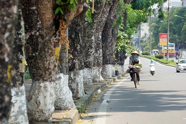 Hà Nội: Ngắm hàng cây cổ thụ bên hồ Thủ Lệ trước ngày di dời