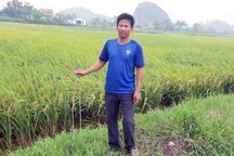 Cắm “chông sắt” khắp ruộng lúa để bẫy… máy gặt?