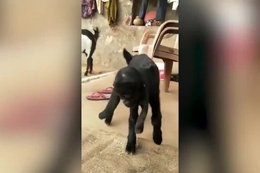 Dê mặt người được tôn thờ ở Ấn Độ