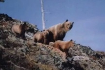 Du khách bị gấu tấn công tử vong, bức ảnh cuối cùng trong máy gây ám ảnh