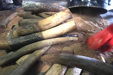 Khởi tố vụ buôn lậu hơn 1,3 tấn ngà voi trong thùng phuy nhựa đường
