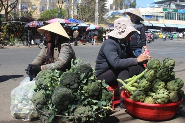 Rau xanh Đà Lạt được mùa, giá rẻ như cho