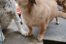 Chú chó tinh ranh, vờ diễn kịch lừa chủ nhân để ăn vụng