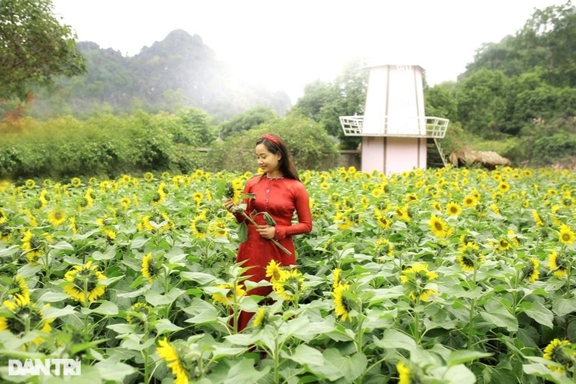 Giới trẻ phát sốt với vườn hoa hướng dương giữa lòng thành phố - 8 Giới trẻ phát sốt với vườn hoa hướng dương giữa lòng thành phố - 8