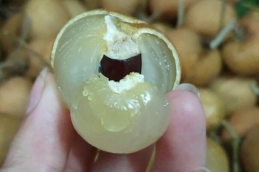 Nhãn bắp cải, hàng Việt cực hiếm, giá cực đắt có tiền khó mua