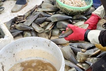 Mùa sò mai, chỉ đánh bắt gần ngư dân cũng kiếm tiền triệu mỗi ngày