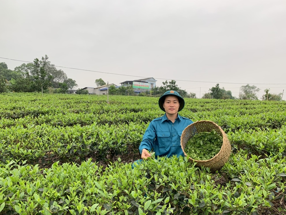 Cất bằng cử nhân báo chí, 9X về quê làm trà ướp sen bán chục triệu đồng/kg - 2 Cất bằng cử nhân báo chí, 9X về quê làm trà ướp sen bán chục triệu đồng/kg - 2