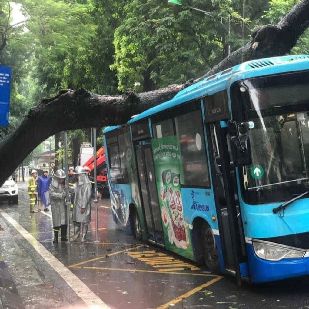 Cây xà cừ cổ thụ bật gốc, đổ đè trúng xe buýt đang đi trên phố Hà Nội - 3 Cây xà cừ cổ thụ bật gốc, đổ đè trúng xe buýt đang đi trên phố Hà Nội - 3