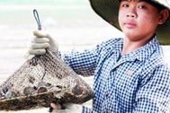 Nghề "chăm con mọn" ở đầm Nha Phu thu bạc triệu