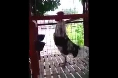 Chết cười chú gà trống có kiểu gáy cực hài hước