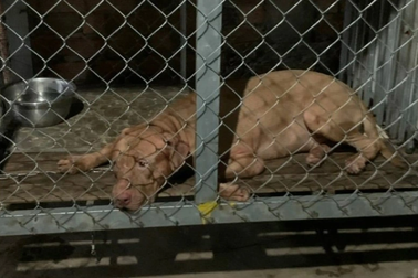 Đã đến lúc phải cấm nuôi chó pitbull