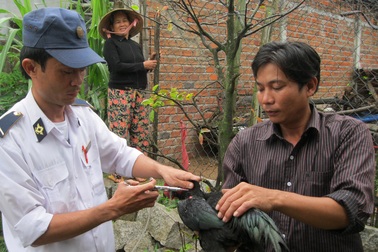 Phú Yên: Khẩn cấp chống dịch cúm gia cầm