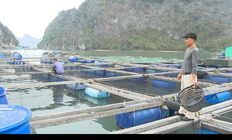 Chuyện về chú cá song kỳ lạ rất thích được đánh răng ở Quảng Ninh - 3 Chuyện về chú cá song kỳ lạ rất thích được đánh răng ở Quảng Ninh - 3