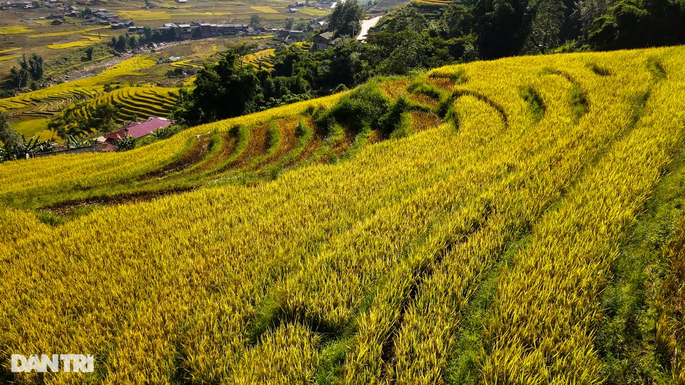 Mùa gặt hạt vàng trên những thửa ruộng bậc thang Sa Pa - 6 Mùa gặt hạt vàng trên những thửa ruộng bậc thang Sa Pa - 6