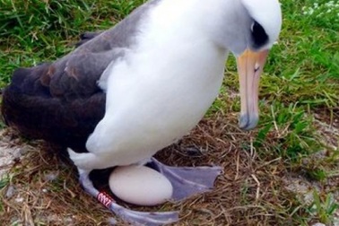 Chim biển già nhất thế giới đẻ trứng ở tuổi 66