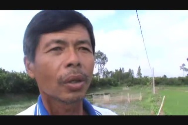 Nông dân đua nhau bón xi măng cho lúa