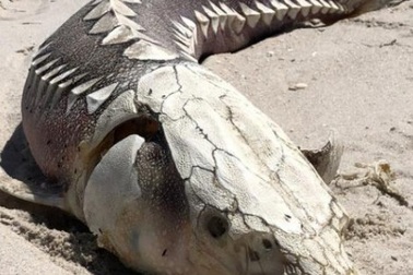 Xác quái vật từng sống thời tiền sử trôi dạt bờ biển Mỹ