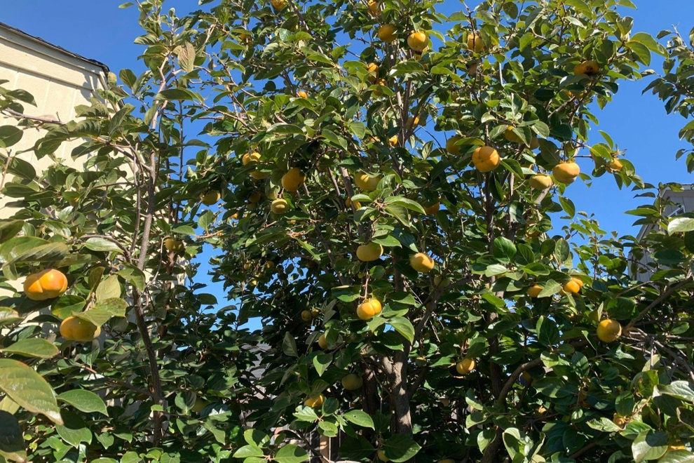 Chàng trai gốc Việt làm vườn 300m2, trồng ớt và hoa hồng ở Mỹ - 14