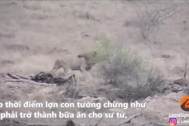 Sư tử đực muốn thể hiện sức mạnh, vô tình giúp con mồi chạy thoát