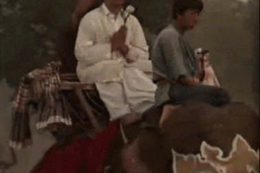 Voi trong phim “Truy tìm tượng Phật” bất ngờ hại chết chủ