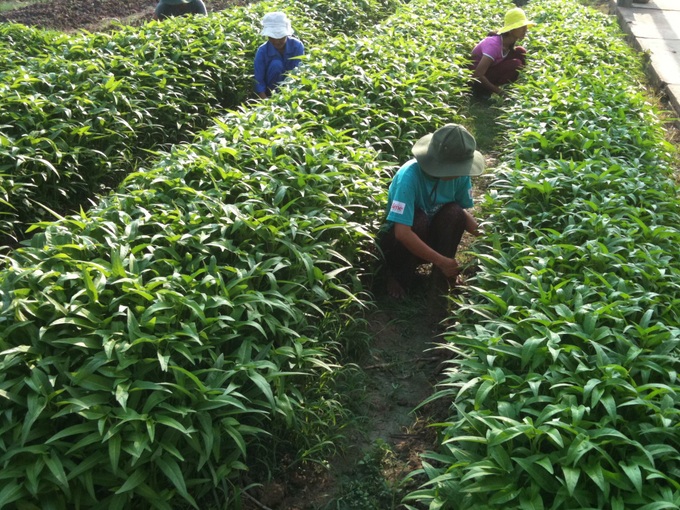 Trung tâm Công tác xã hội tỉnh Tiền Giang: Giữ gìn môi trường xanh, sạch góp phần bảo vệ sức khỏe trước đại dịch Covid-19 - Ảnh 2.