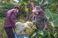 Lào Cai "thông đường" cho hàng nghìn tấn chuối tươi sang Trung Quốc
