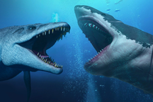 Siêu cá mập Megalodon đối đầu thủy quái Mosasaurus: Loài nào sẽ thắng?