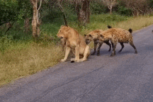 Hình ảnh bi thảm của sư tử già khi bị đàn linh cẩu hành hạ