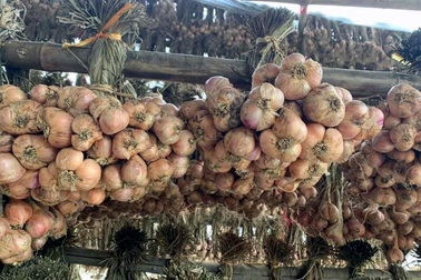 Bóc mẽ chiêu lừa hành tỏi Trung Quốc giả hàng Kinh Môn - Hải Dương