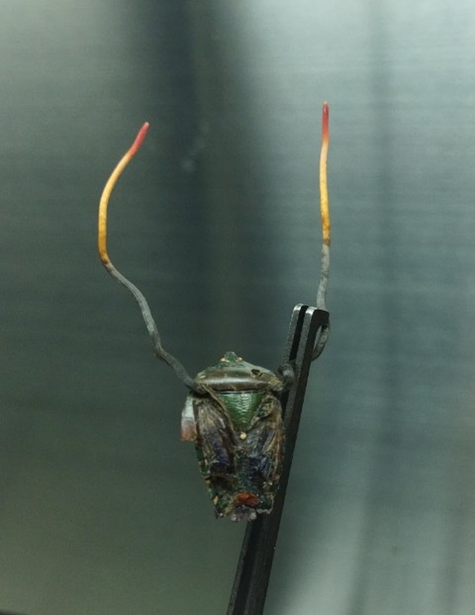 Phát hiện đông trùng hạ thảo bọ xít tại Vườn Quốc gia Hoàng Liên - 2