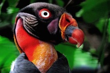 10 loài chim có ngoại hình kỳ quái nhất thế giới