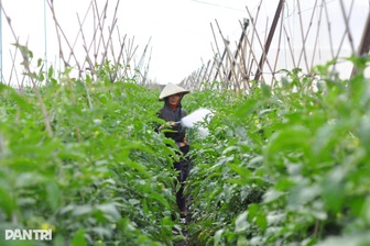 Nguồn cung rau vẫn đảm bảo dù lũ “xóa sổ” nhiều vườn tược ở Lâm Đồng