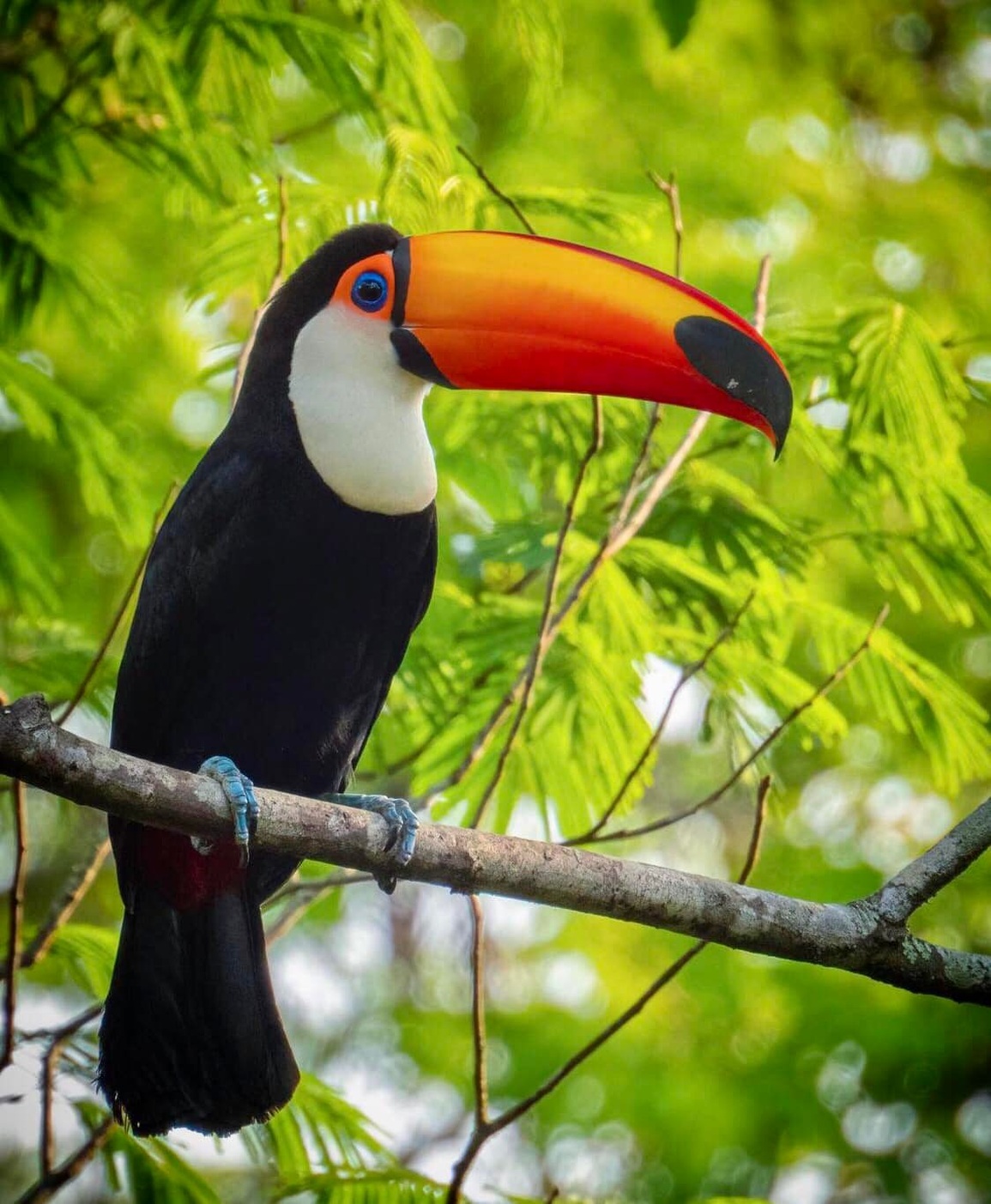 Vẻ đẹp của loài chim Toucan - 4