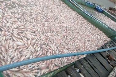 Cá chết hàng loạt trên hồ thuỷ điện Plei Krong không liên quan đến rút nước, xả lũ