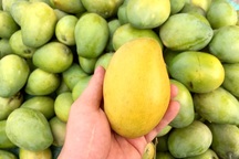 Xoài chín rộ, giá rẻ “không tưởng” chỉ 5.000 đồng/kg