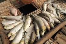 Vụ nước sông đổi màu, cá chết: "Thủ phạm" nhận lỗi