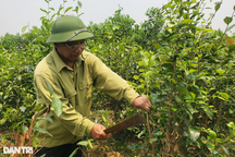 Loại cây trồng một lần, thu suốt nửa đời người, nông dân rủng rỉnh tiền