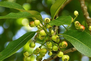 Ngày nào cũng uống nước lá vối có tốt không?