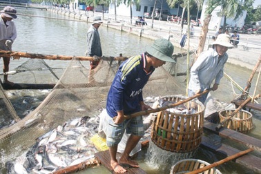 Giá cá tra tăng nóng, người nuôi không còn cá bán