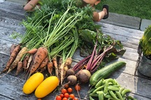 Bỏ thành phố, ông bố đưa gia đình về quê trồng rau, dạy con yêu thiên nhiên