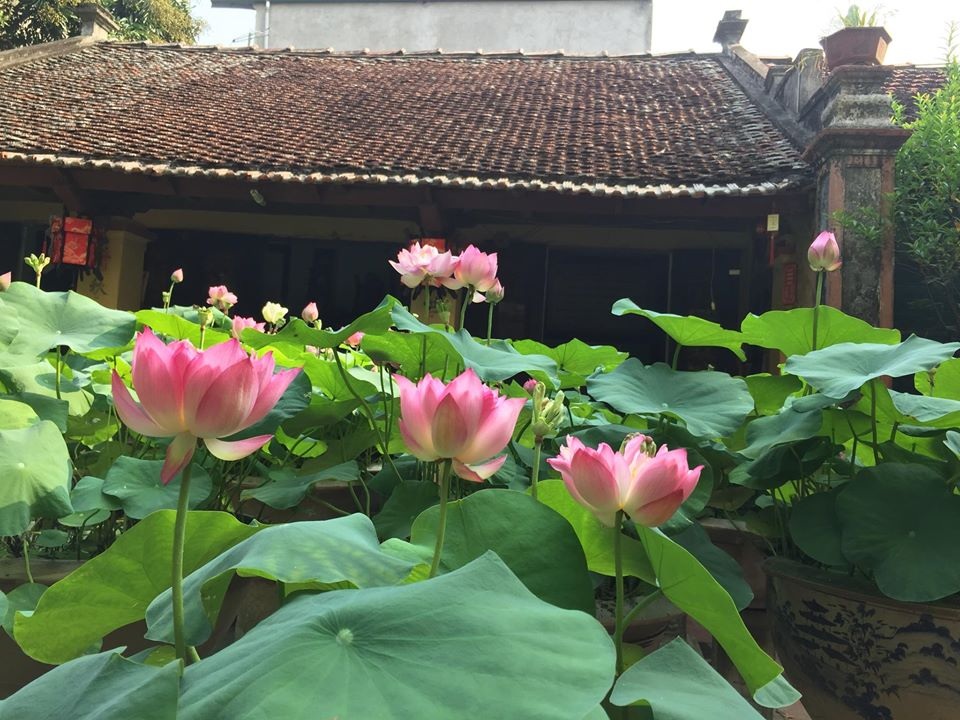 Nhà gỗ cổ “độc nhất” Bắc Bộ, bao quanh sân là vườn sen thơm ngát - 7 Nhà gỗ cổ “độc nhất” Bắc Bộ, bao quanh sân là vườn sen thơm ngát - 7