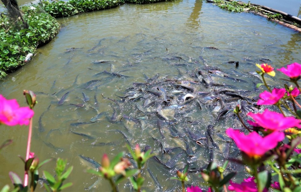 Đàn cá hàng ngàn con đến nhà dân xin thức ăn, chủ nhà gọi cá là con - 3 Đàn cá hàng ngàn con đến nhà dân xin thức ăn, chủ nhà gọi cá là con - 3