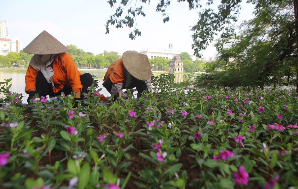 Hà Nội tăng tốc lát đá, trồng hoa quanh bờ hồ Hoàn Kiếm - 5 Hà Nội tăng tốc lát đá, trồng hoa quanh bờ hồ Hoàn Kiếm - 5