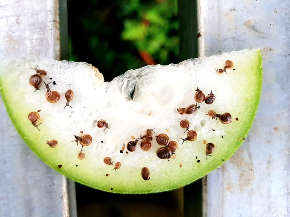 Người trồng rau tại nhà mách nhau bí kíp trị ốc sên hiệu quả - 4 Người trồng rau tại nhà mách nhau bí kíp trị ốc sên hiệu quả - 4