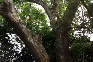 Cây sưa khủng 250 tuổi, gần 10 người ôm mới xuể