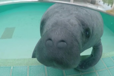 Loài lợn nặng gần 600 kg, sống dưới nước