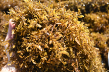 Lặn biển hái rong kiếm hơn 1 triệu đồng mỗi ngày